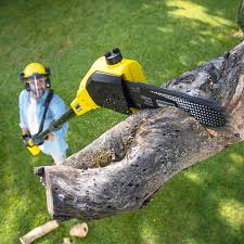 Best Tree Health Inspection  in Elberta, AL