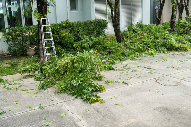 Best Tree Risk Assessment  in Elberta, AL