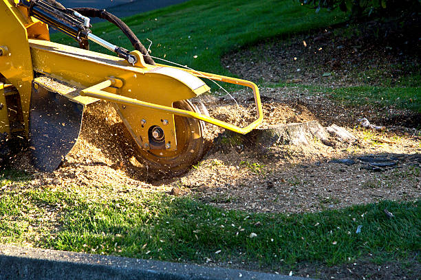 Leaf Removal in Elberta, AL