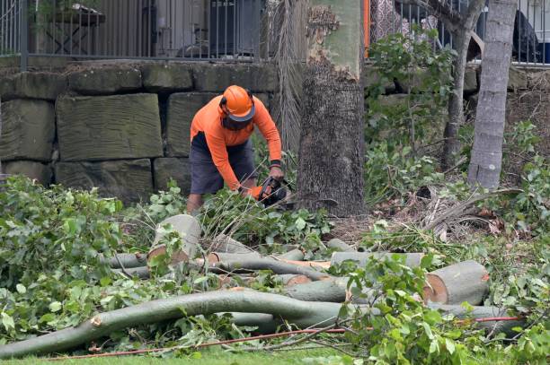 Best Arborist Consultation Services  in Elberta, AL